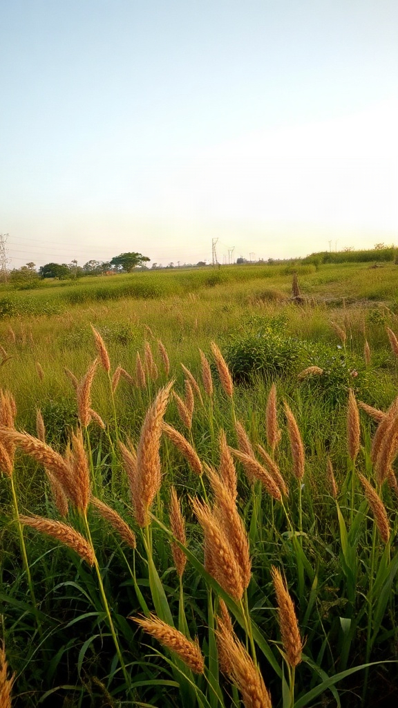 land for sale image